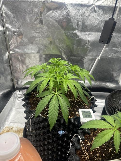 Doja Lemongrass Gas. Week 4