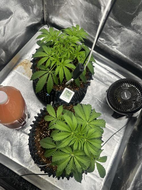 Doja Lemongrass Gas. Week 4