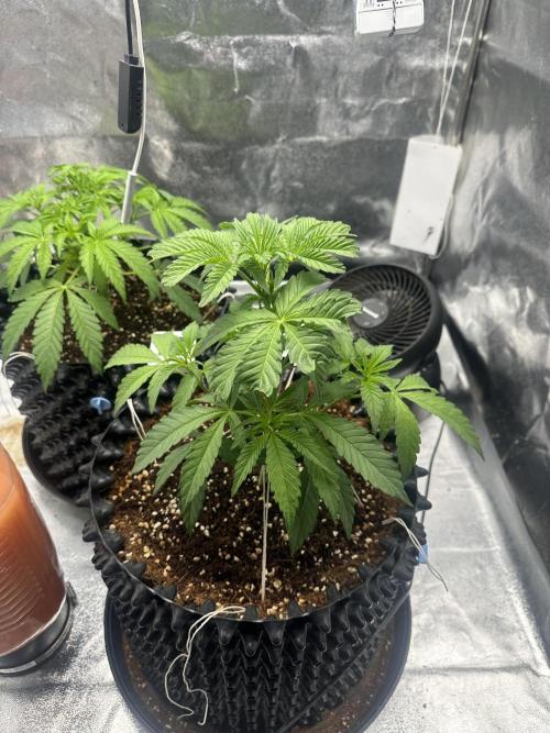 Doja Lemongrass Gas. Week 4