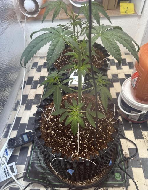 Doja Lemongrass Gas. Week 4