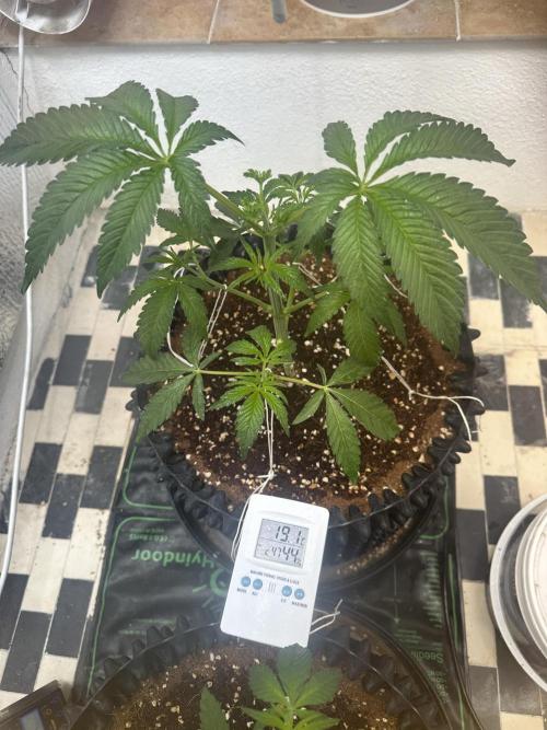 Doja Lemongrass Gas. Week 4