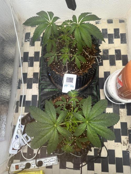 Doja Lemongrass Gas. Week 4