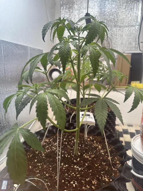 Doja Lemongrass Gas. Week 5