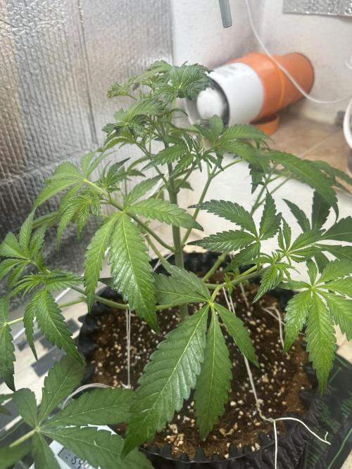 Doja Lemongrass Gas. Week 5