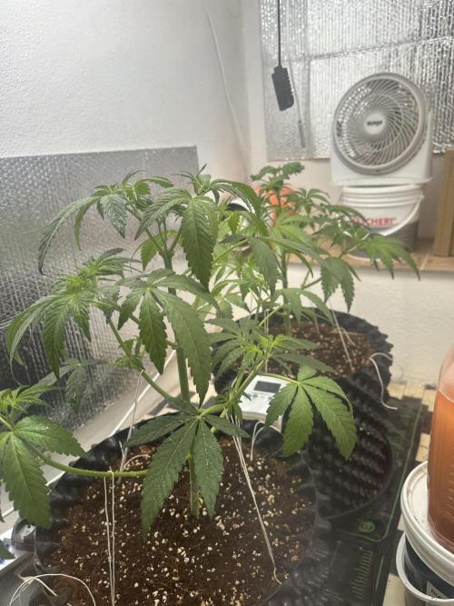 Doja Lemongrass Gas. Week 5