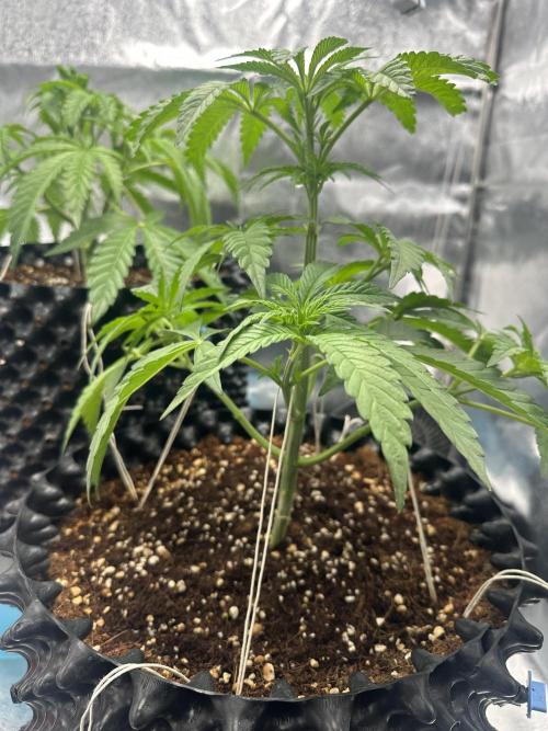 Doja Lemongrass Gas. Week 5