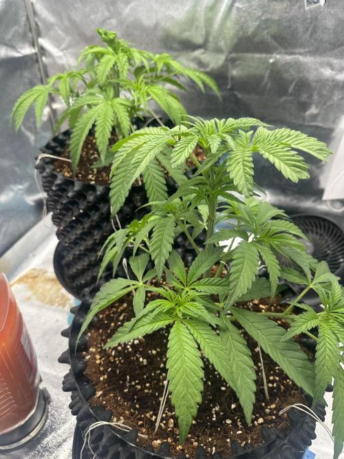 Doja Lemongrass Gas. Week 5