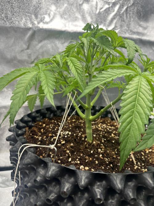 Doja Lemongrass Gas. Week 5