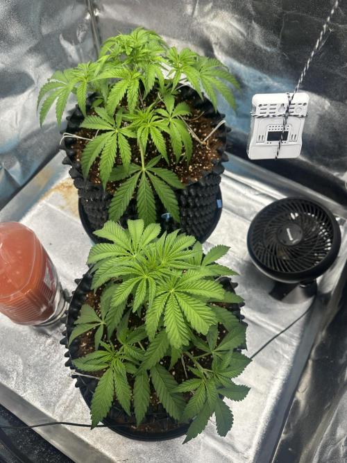 Doja Lemongrass Gas. Week 5
