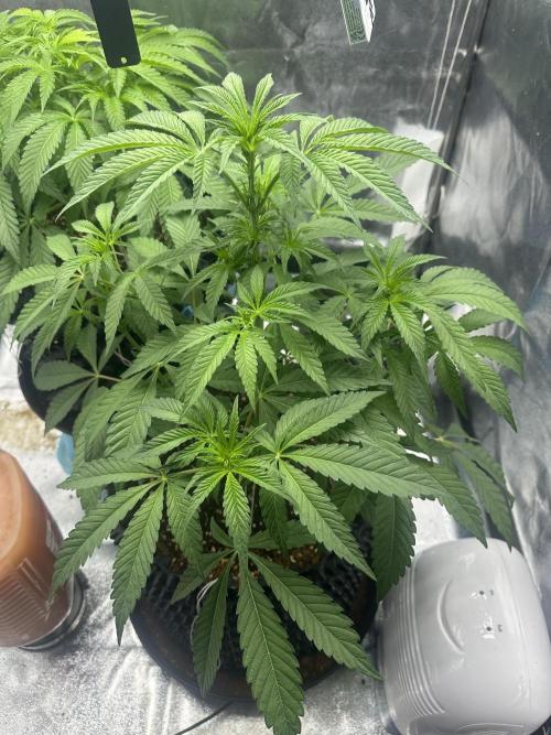 Doja Lemongrass Gas. Week 6
