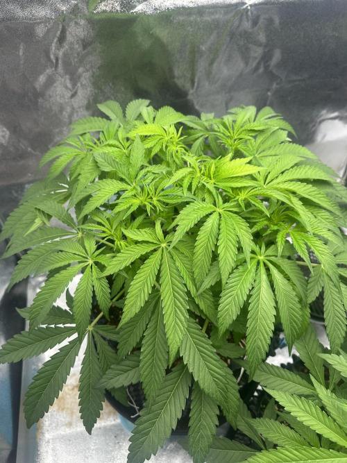 Doja Lemongrass Gas. Week 6