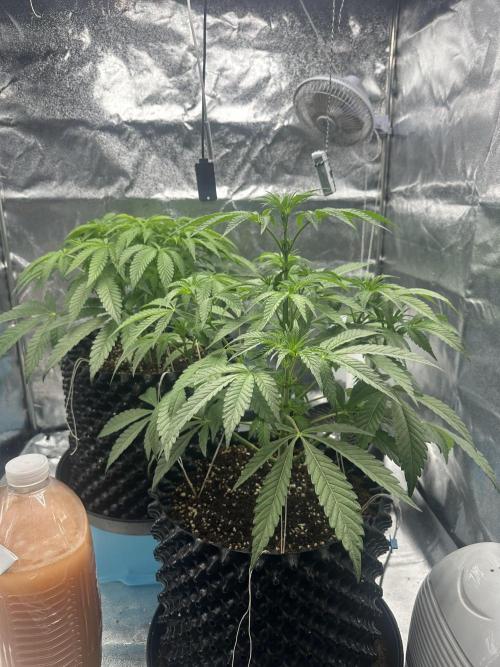 Doja Lemongrass Gas. Week 6