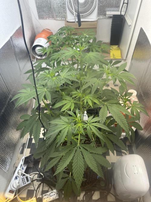 Doja Lemongrass Gas. Week 6