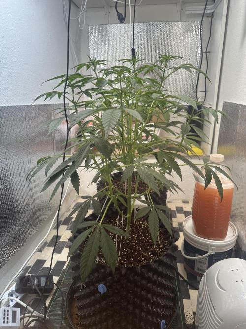 Doja Lemongrass Gas. Week 6