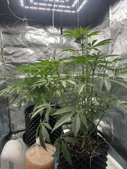 Doja Lemongrass Gas. Week 7