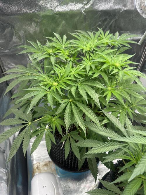 Doja Lemongrass Gas. Week 7