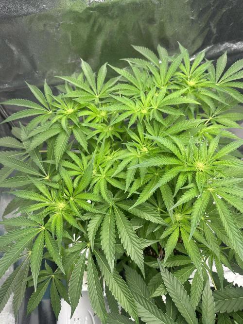 Doja Lemongrass Gas. Week 7