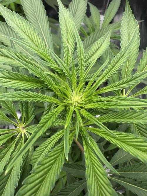 Doja Lemongrass Gas. Week 7