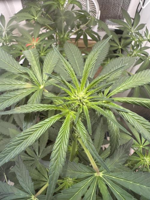 Doja Lemongrass Gas. Week 7