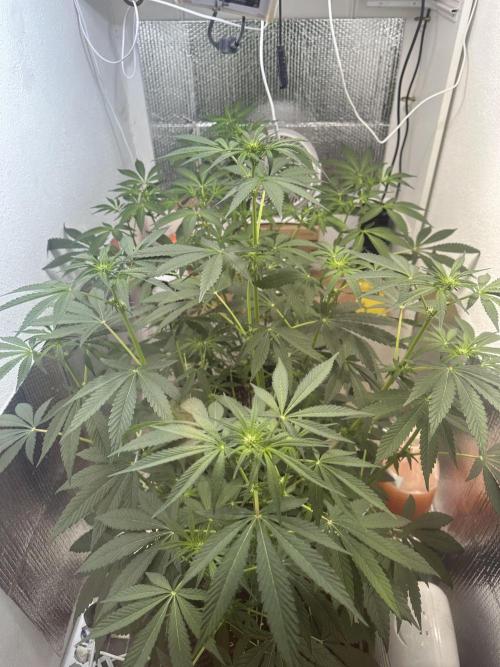 Doja Lemongrass Gas. Week 7