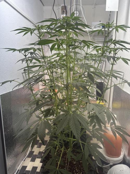 Doja Lemongrass Gas. Week 7