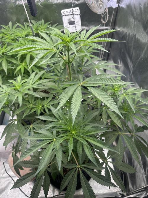 Doja Lemongrass Gas. Week 7