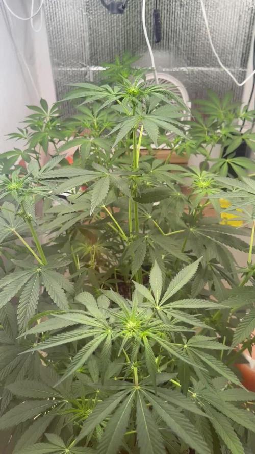 Doja Lemongrass Gas