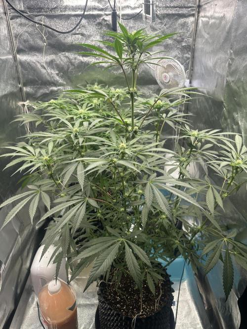 Doja Lemongrass Gas. Week 8