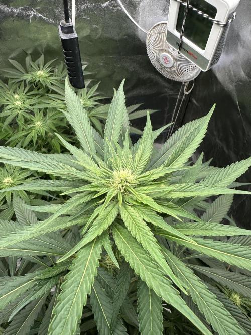 Doja Lemongrass Gas. Week 8