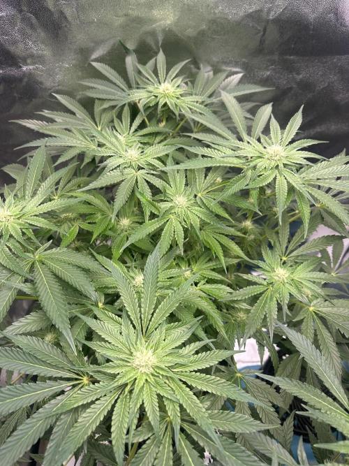 Doja Lemongrass Gas. Week 8