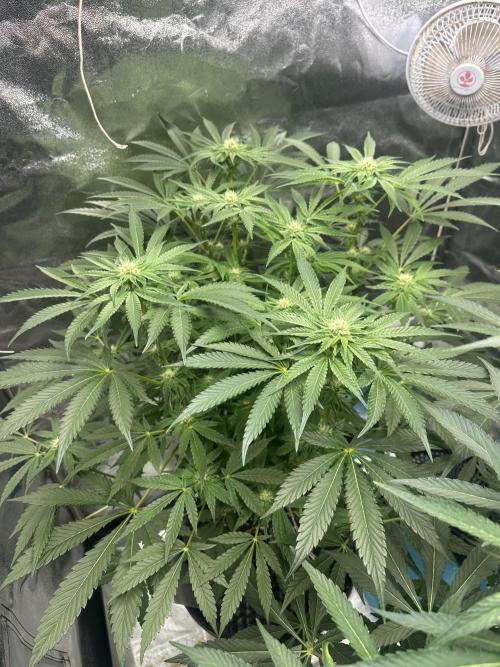 Doja Lemongrass Gas. Week 8