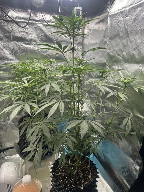 Doja Lemongrass Gas. Week 8
