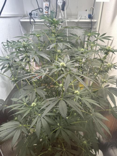 Doja Lemongrass Gas. Week 8