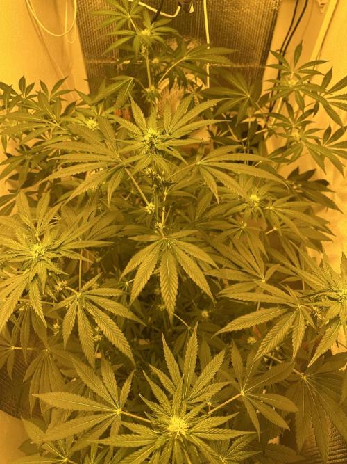 Doja Lemongrass Gas. Week 8