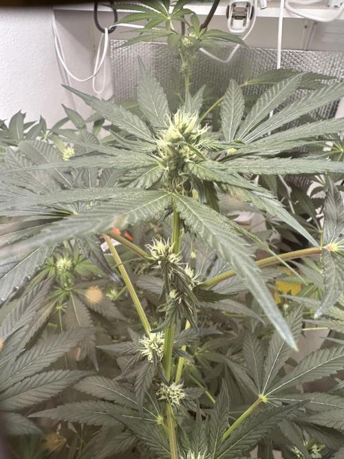 Doja Lemongrass Gas. Week 8