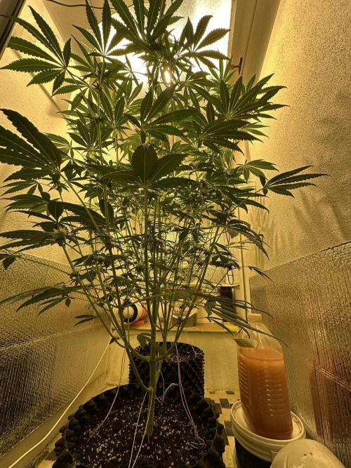 Lemongrass Gas. Week 8