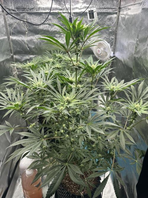 Doja Lemongrass Gas. Week 9