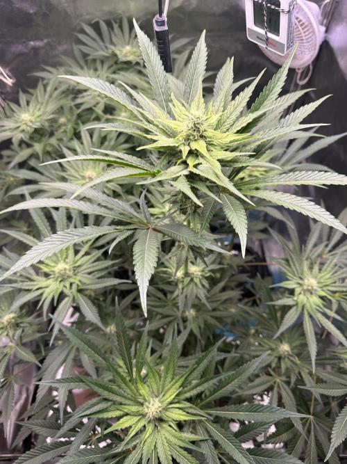 Doja Lemongrass Gas. Week 9