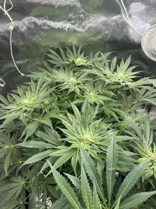 Doja Lemongrass Gas. Week 9