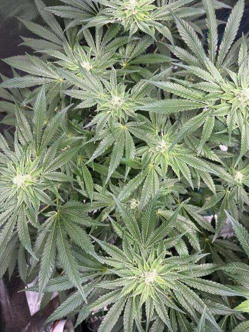 Doja Lemongrass Gas. Week 9