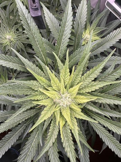 Doja Lemongrass Gas. Week 9