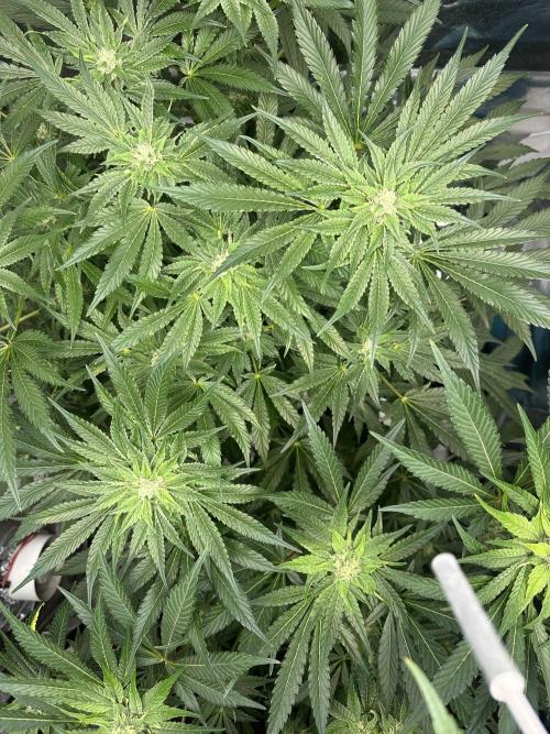 Doja Lemongrass Gas. Week 9