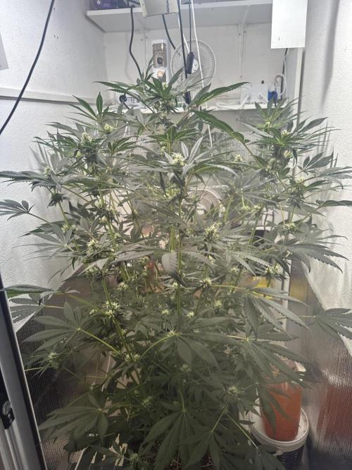 Doja Lemongrass Gas. Week 9
