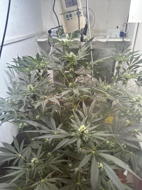 Doja Lemongrass Gas. Week 9