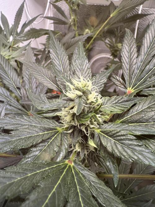 Lemongrass Gas. Week 9
