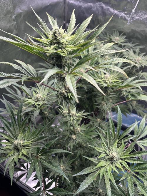 Doja Lemongrass Gas. Week 10