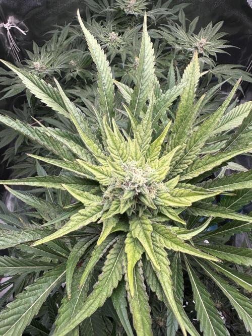 Doja Lemongrass Gas. Week 10