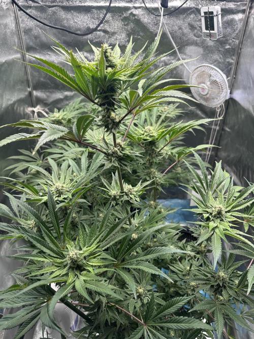 Doja Lemongrass Gas. Week 10