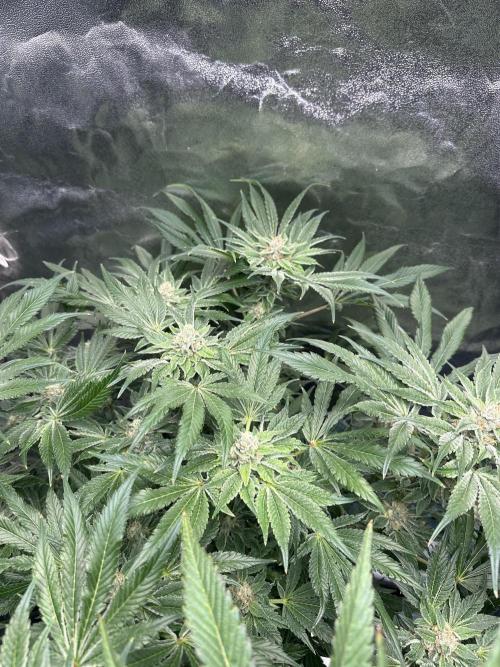 Doja Lemongrass Gas. Week 10