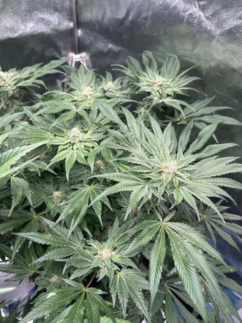 Doja Lemongrass Gas. Week 10